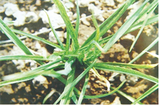 大(dà)蒜病毒病