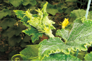 黃(huáng)瓜花(huā)打頂症狀