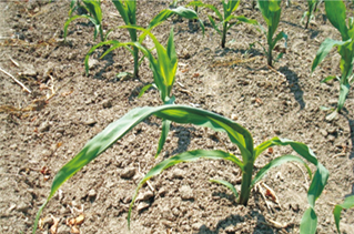 玉米除草(cǎo)劑藥害