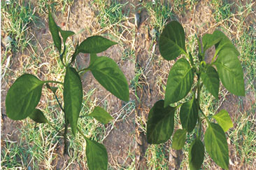 辣椒使用(yòng)葉葉樂(yuè)效果