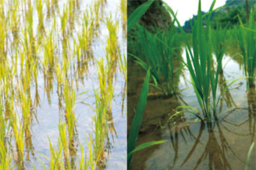 水(shuǐ)稻用(yòng)葉葉樂(yuè)效果