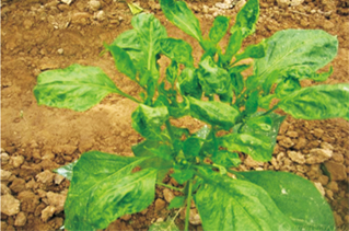 辣椒小(xiǎo)葉病毒